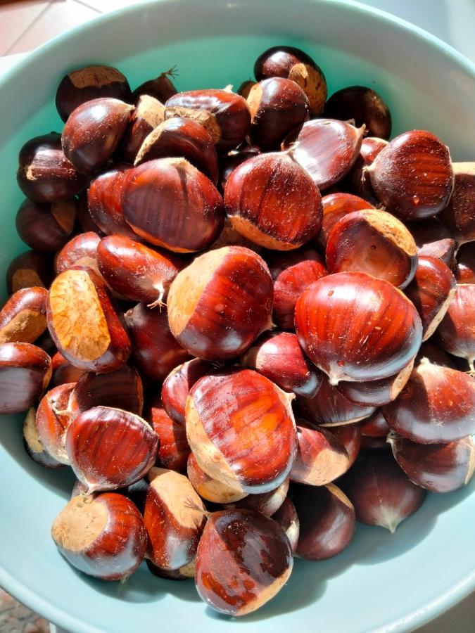 Appartamento Azzurro Cannobio Eksteriør billede